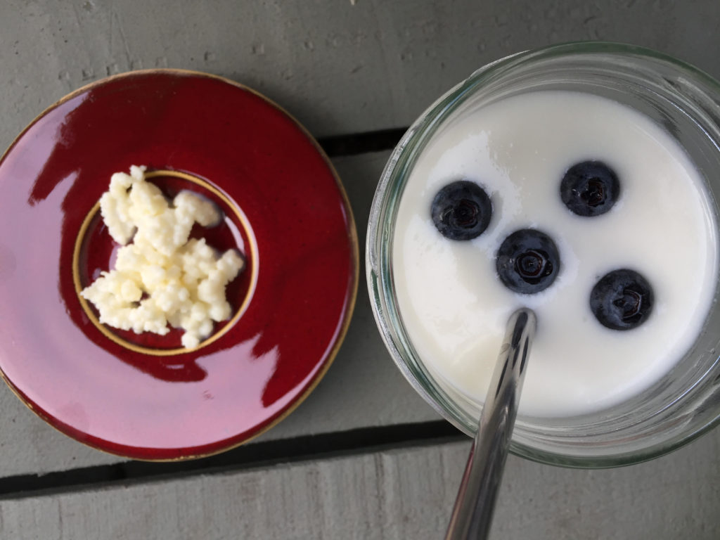 Milk kefir grains