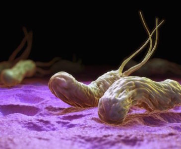 Helicobacter pylori и пробиотики